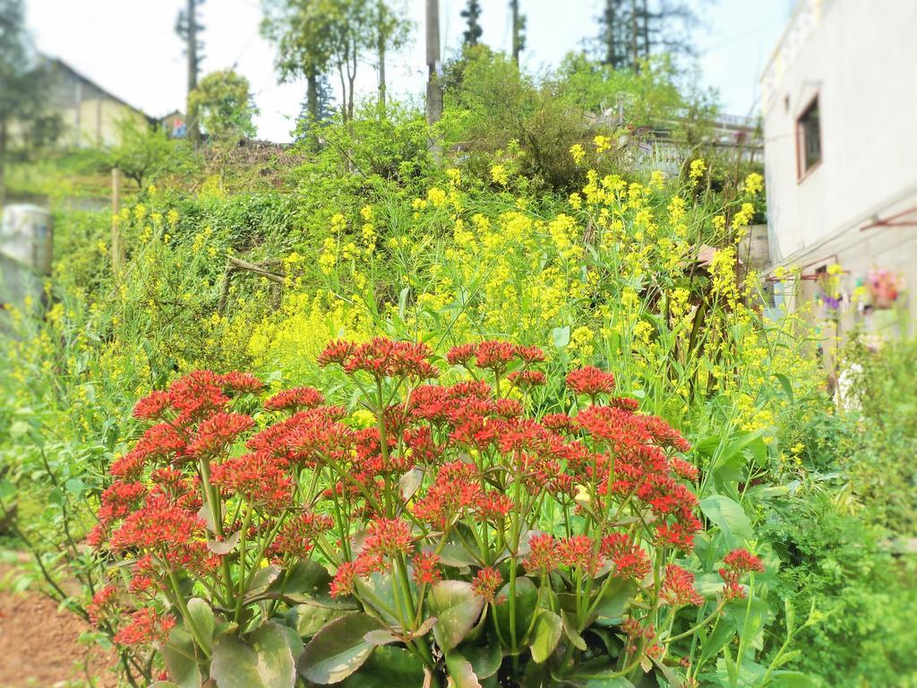 Bed and Breakfast Sapa Local House Екстер'єр фото