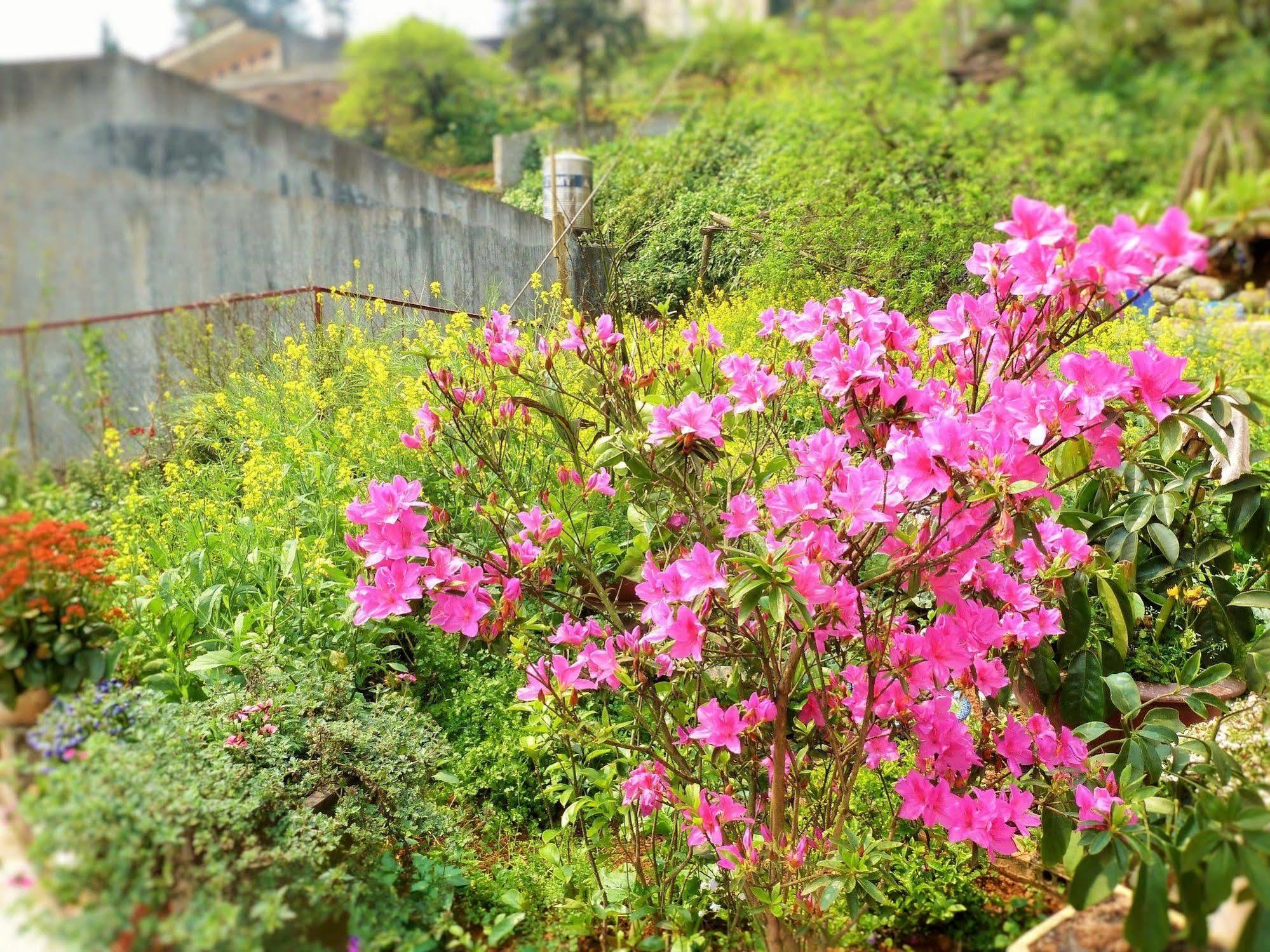 Bed and Breakfast Sapa Local House Екстер'єр фото